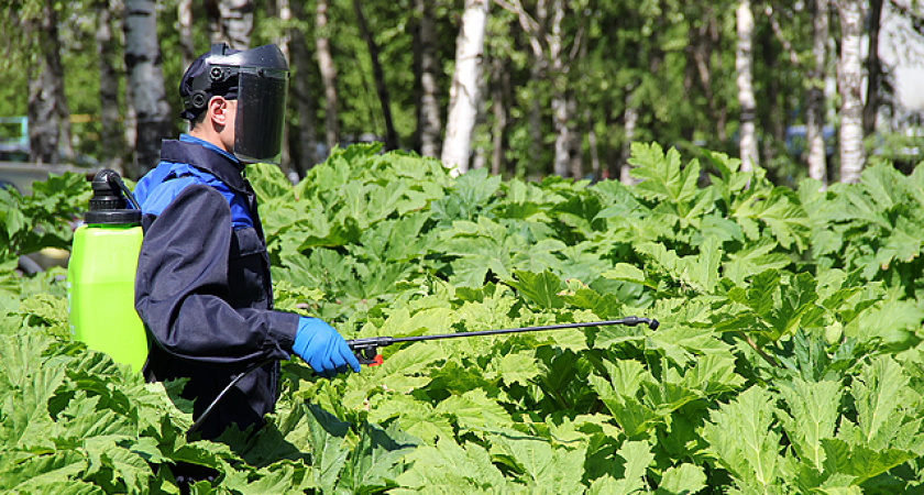 В Коми завезли семена подсолнечника с опасным агрессивным сорняком