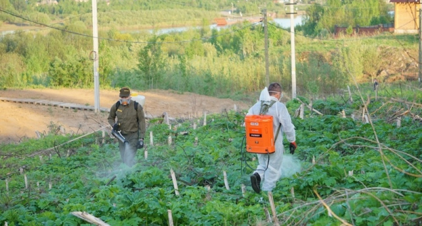 Сыктывкар потратит 2,3 миллиона рублей на борьбу с борщевиком