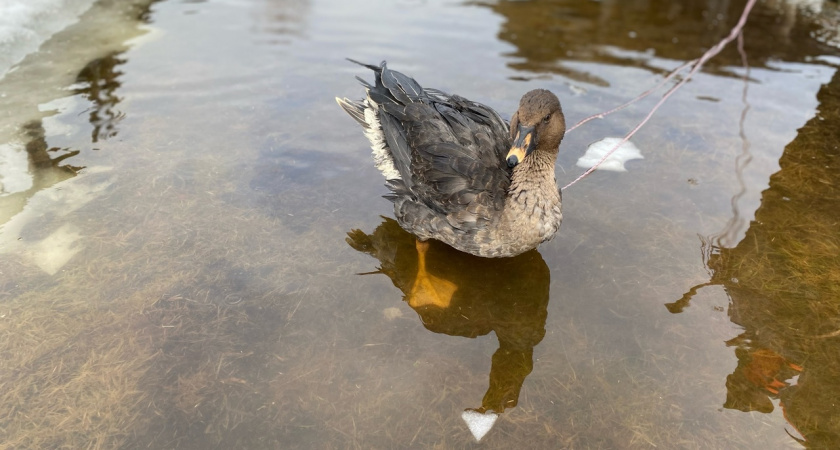 "Выгуливаем на веревке": в Коми жители деревни нашли дикого гуся и оставили у себя