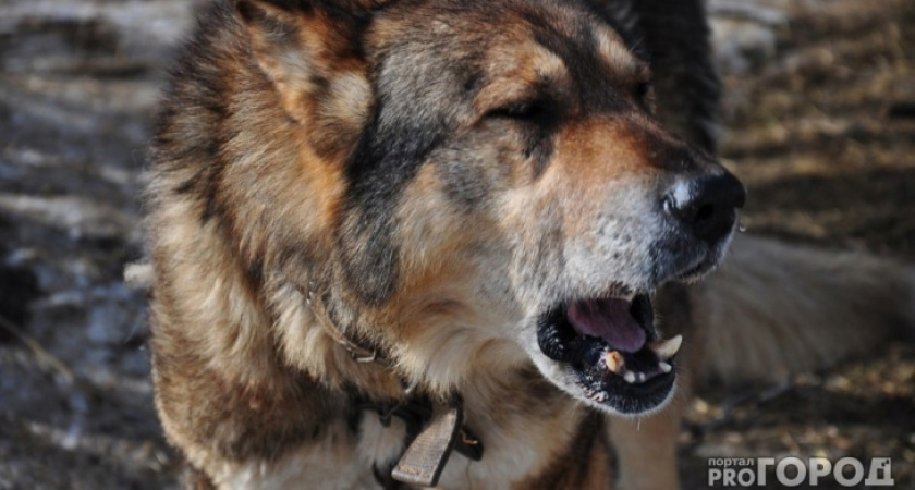 Сыктывкарец усыпил собаку и заплатил штраф покусанной соседке