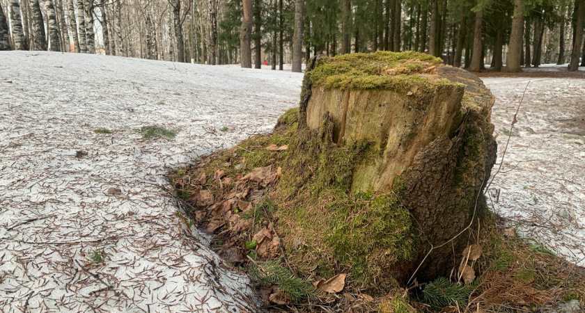 Сыктывкарец может попасть в колонию за незаконную рубку деревьев