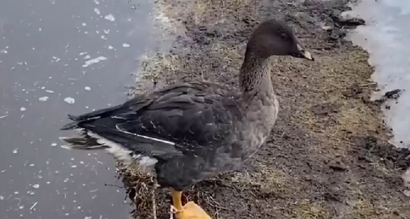 Спасенный жителями Коми гусь оправился и готов встать на крыло