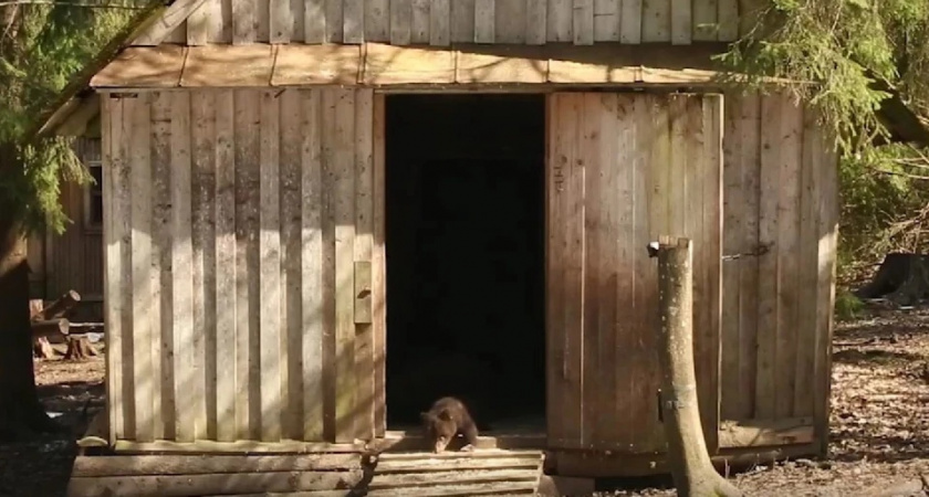 Мишек-сирот из Коми переселили в домик с просторным двором