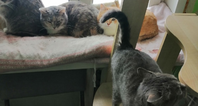 В Коми отдали целое здание под приют для бездомных животных