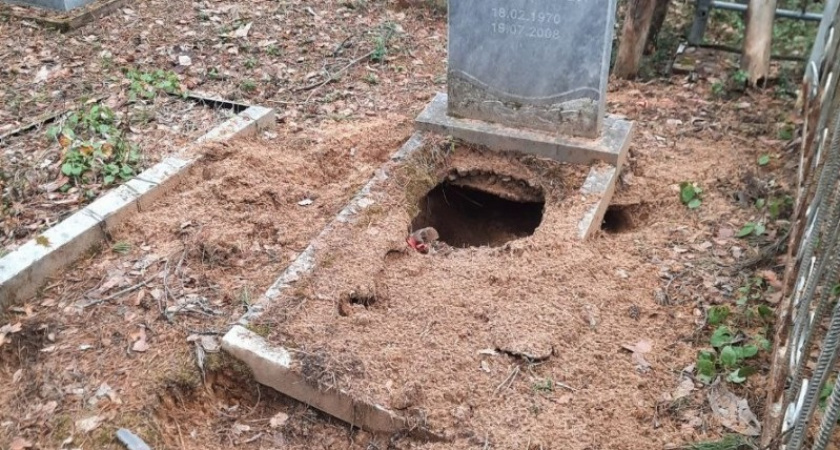 В Сыктывкаре медведь разрыл могилу на кладбище