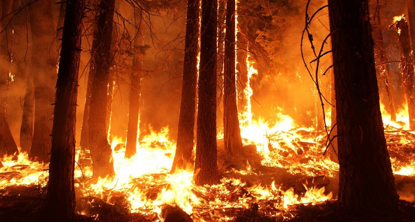 В Коми стартовал набор лесных пожарных
