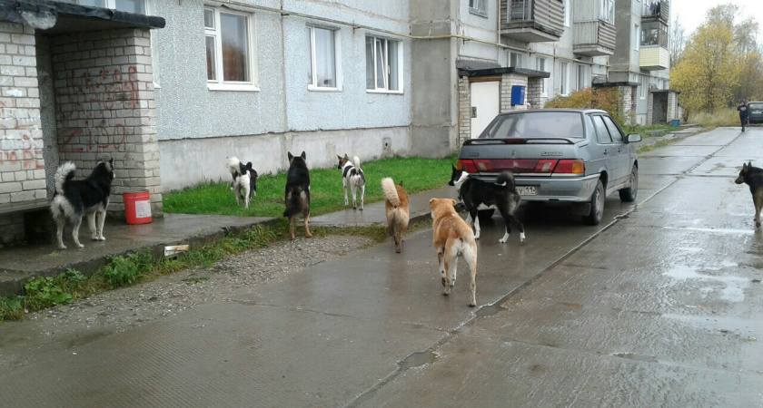 В Госдуме предложили штрафовать хозяев собак за их самовыгул