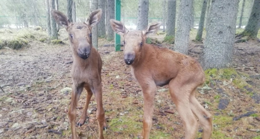 Гера и Грей: на лосеферме в Коми родилась двойня