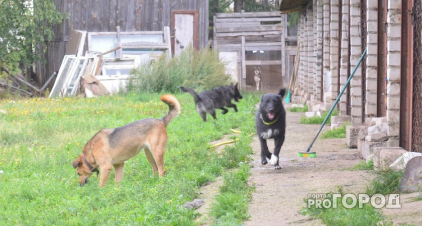 В Коми бродячие собаки покусали 77-летнюю пенсионерку