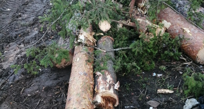 "Оставьте лес в покое": сыктывкарку возмутила вырубка деревьев около центрального кладбища