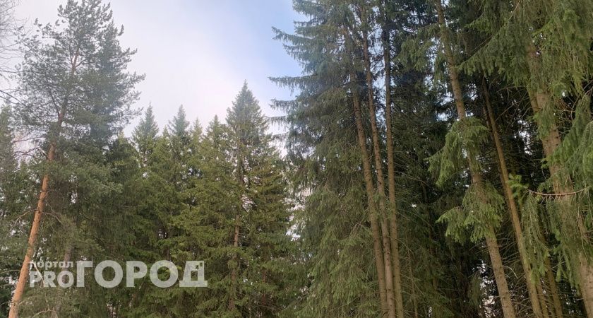 Возле одного из поселков в Коми заметили медведицу с медвежатами 