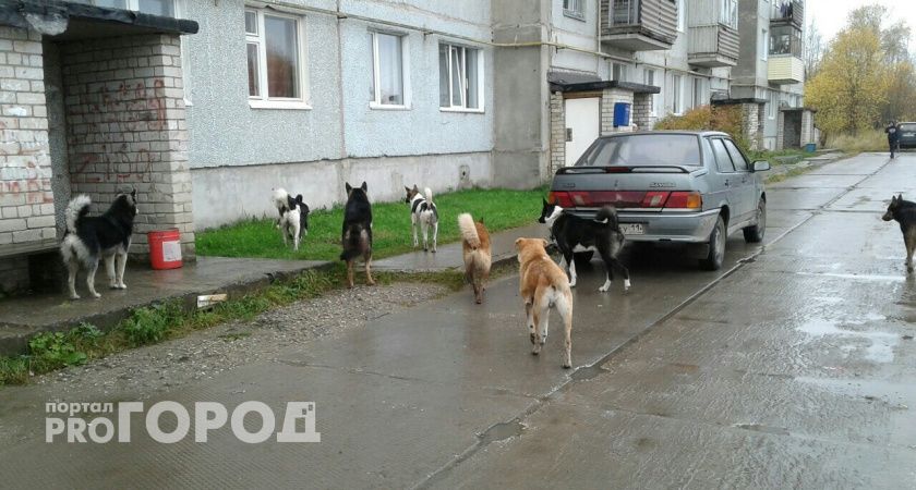 В Коми собаки искусали лицо и ноги 77-летней пенсионерки 