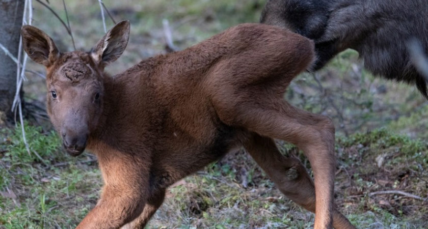 Мира, Мура и Фрося: в Печоро-Илычском заповеднике Коми родились трое лосят