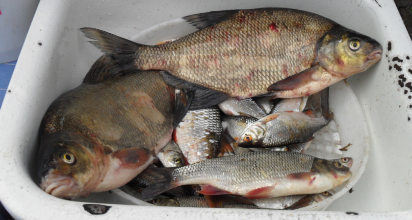 В Коми стали ловить на 30% больше рыбы