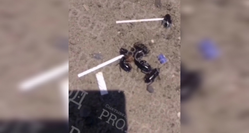 Сыктывкарцев напугали гигантские тараканы на улице