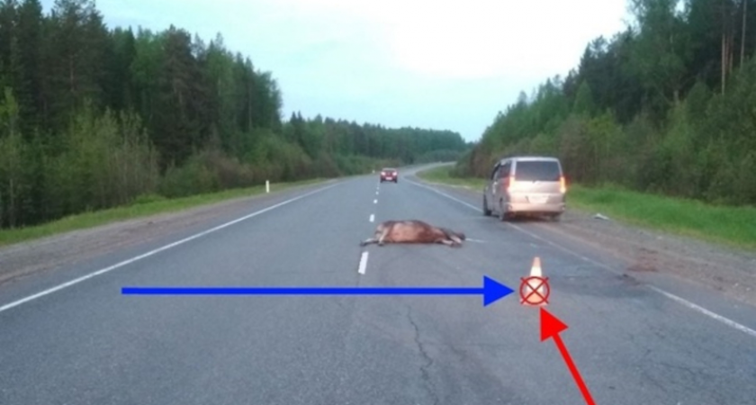 В Коми микроавтобус сбил лося насмерть 