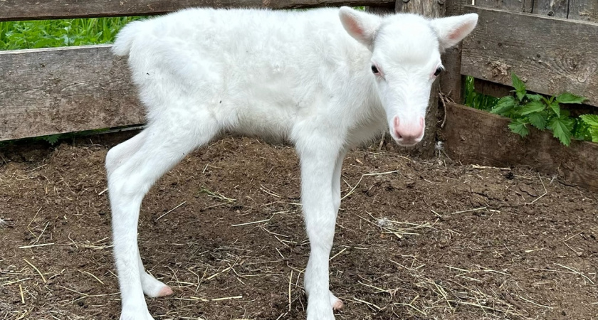"Снежный ангел": в сыктывкарском конном клубе появился белый олененок