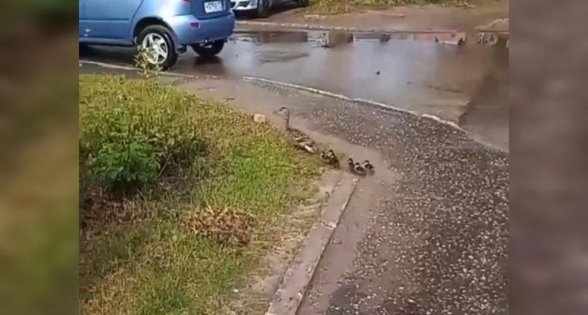 На улицах Сыктывкара заметили маму-утку с малышами