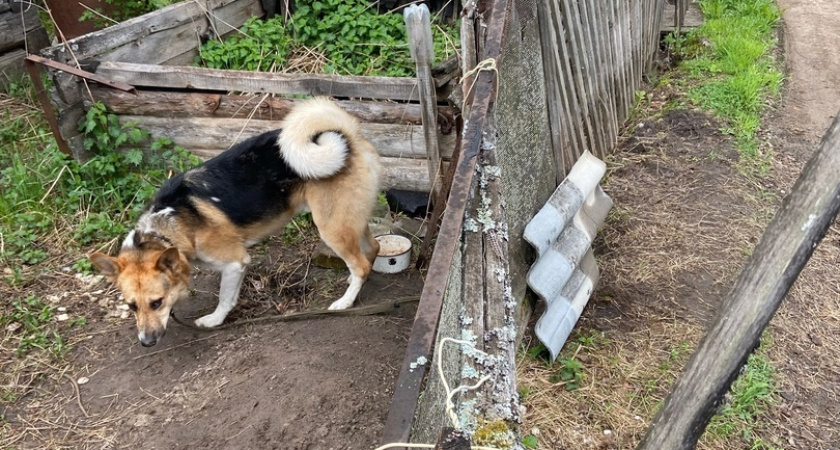 В Сыктывкаре хозяин оставил собаку на привязи без еды и воды на четыре дня