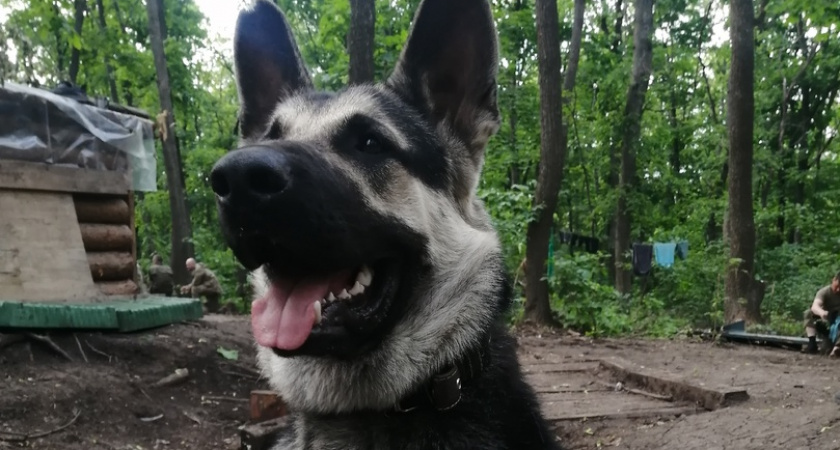 Хозяин пса-героя Сармата рассказал, как служит на СВО с новым щенком 