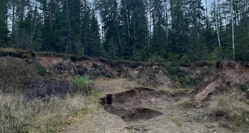 В Коми эксперты пересчитают деревья