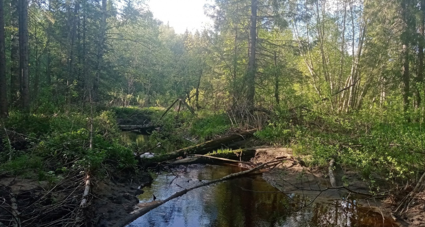 Под Усинском случился разлив нефти с попаданием в реку