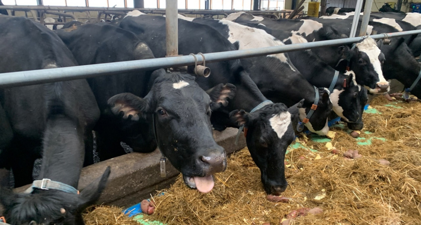 В одном из сел в Коми ввели карантин из-за заболевания у скота