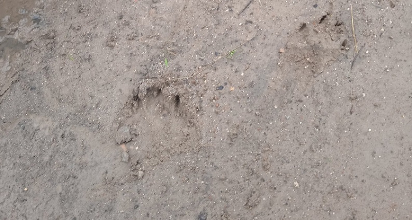 На эжвинских дачах волк едва не загрыз собаку