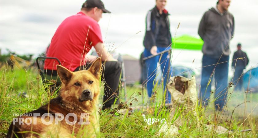 В Сыктывкаре владельцев собак испытают на прочность