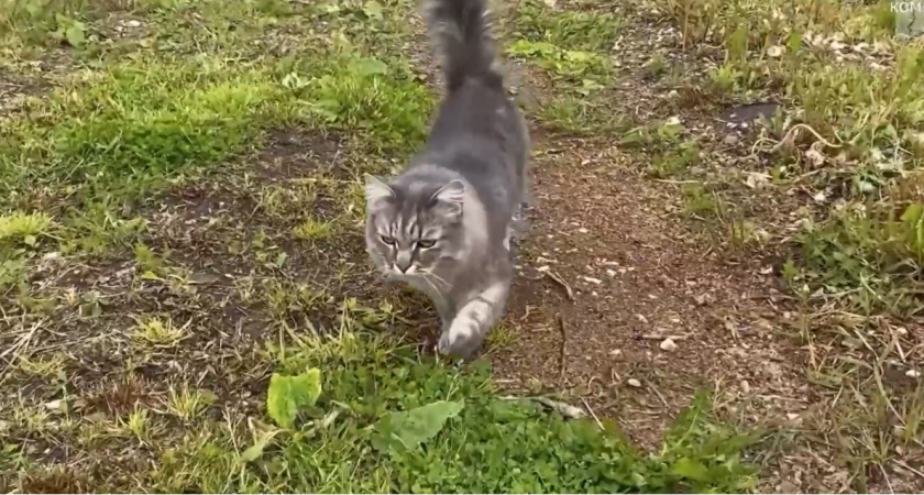 На страже растений в сыктывкарском питомнике появился кот-ученый