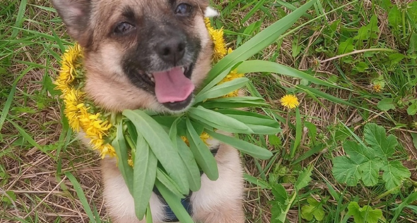 Семь дней в Сыктывкаре ищут маленькую собаку Хасю