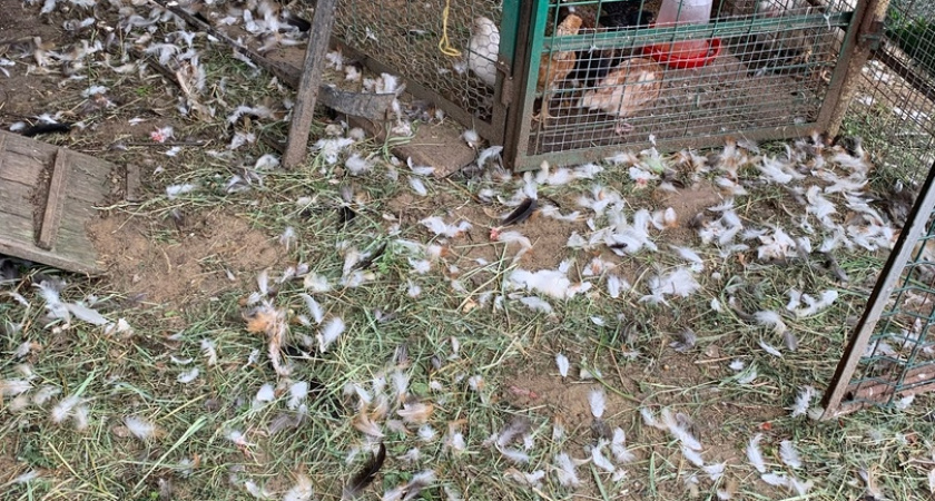Под Сыктывкаром стая собак загрызла 20 кур прямо в вольере