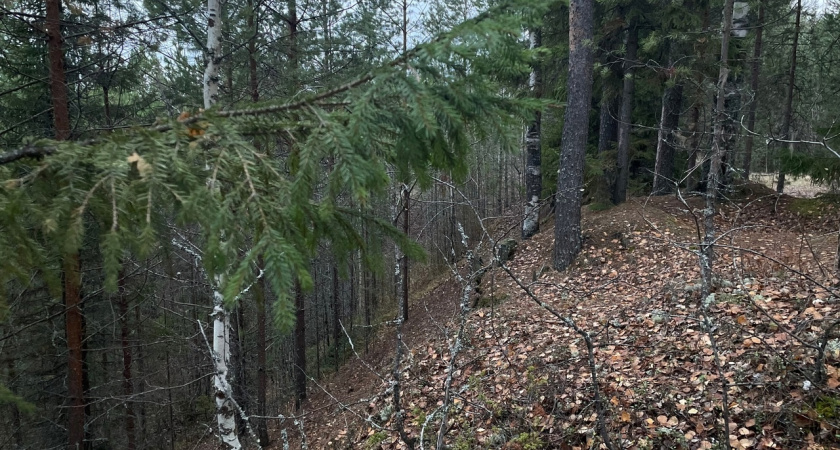 В Койгородском районе Коми загорелся лес