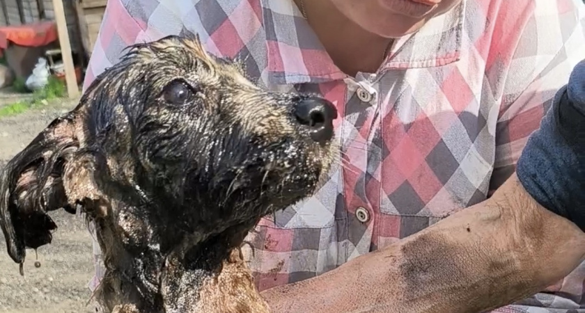 Выяснилось, в каком состоянии щенки, которые застряли в битумной луже в Коми