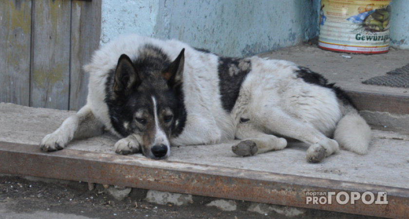 В Коми спасли собаку, которую нашли на дне колодца