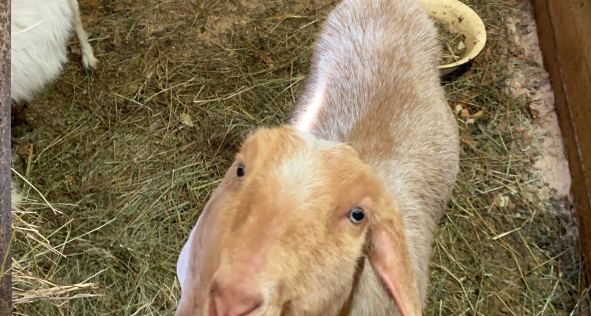 В Коми состоялся семинар для козоводов