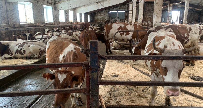 В Коми снят карантин по эмкару