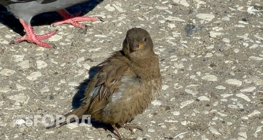 Ученые из Коми наблюдали за хищными птицами в заповеднике “Ненецкий” 