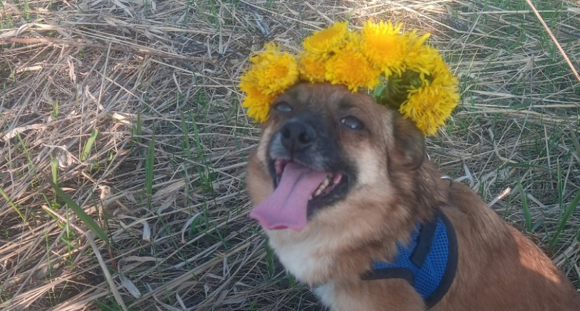 Сыктывкарка предлагает вознаграждение 100 000 рублей нашедшему ее собаку Хасю