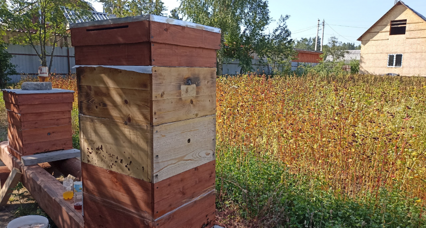 Пчеловоды Коми собрали в прошлом году 17 тонн мёда