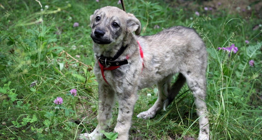 Выяснилось, в каком состоянии сейчас щенки, которых чудом спасли из лужи гудрона в Коми