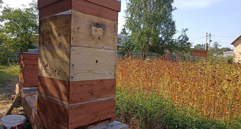 В Коми прошёл первый форум пчеловодов Республики 