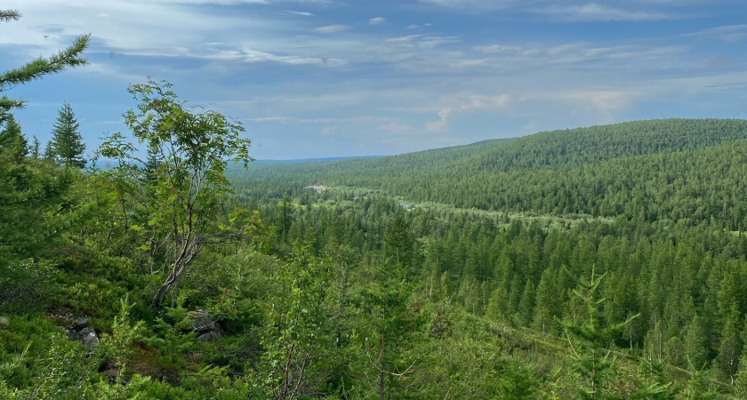 В Коми дикие звери вновь стали выходить к людям