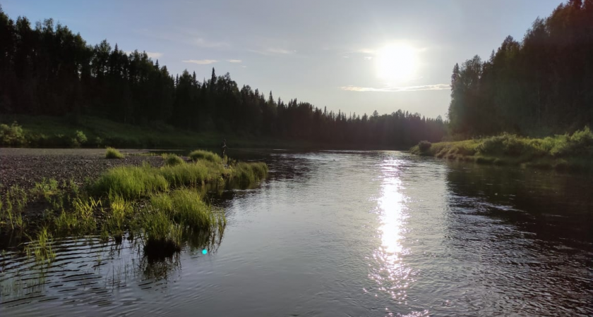 Оленей Коми оснастят спутниковыми ошейниками