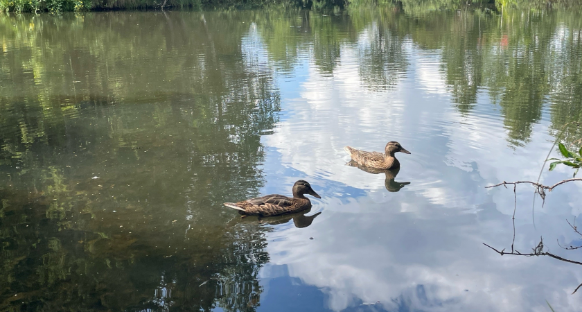 Погода улучшится: синоптики рассказали, какой будет новая неделя в Коми