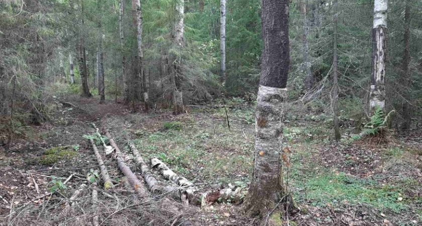 В Усть-Куломском районе на мужчину завели уголовное дело за незаконную вырубку леса