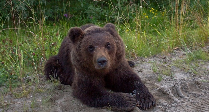 Сыктывкарцы сообщают о медведях на лыжной базе