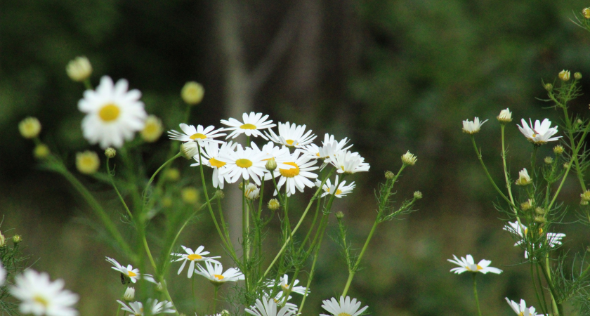 2 сентября в Коми потеплеет до 24 градусов