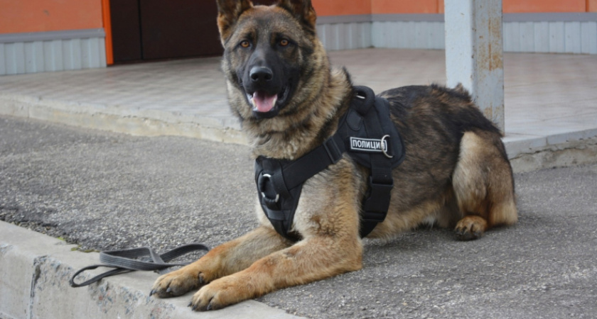 В Сыктывдинском районе служебная собака помогла полицейским найти похитителя продуктов