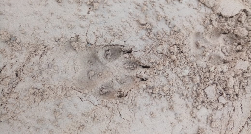 В одном из поселков Коми местные жители дважды прогоняли волков со дворов